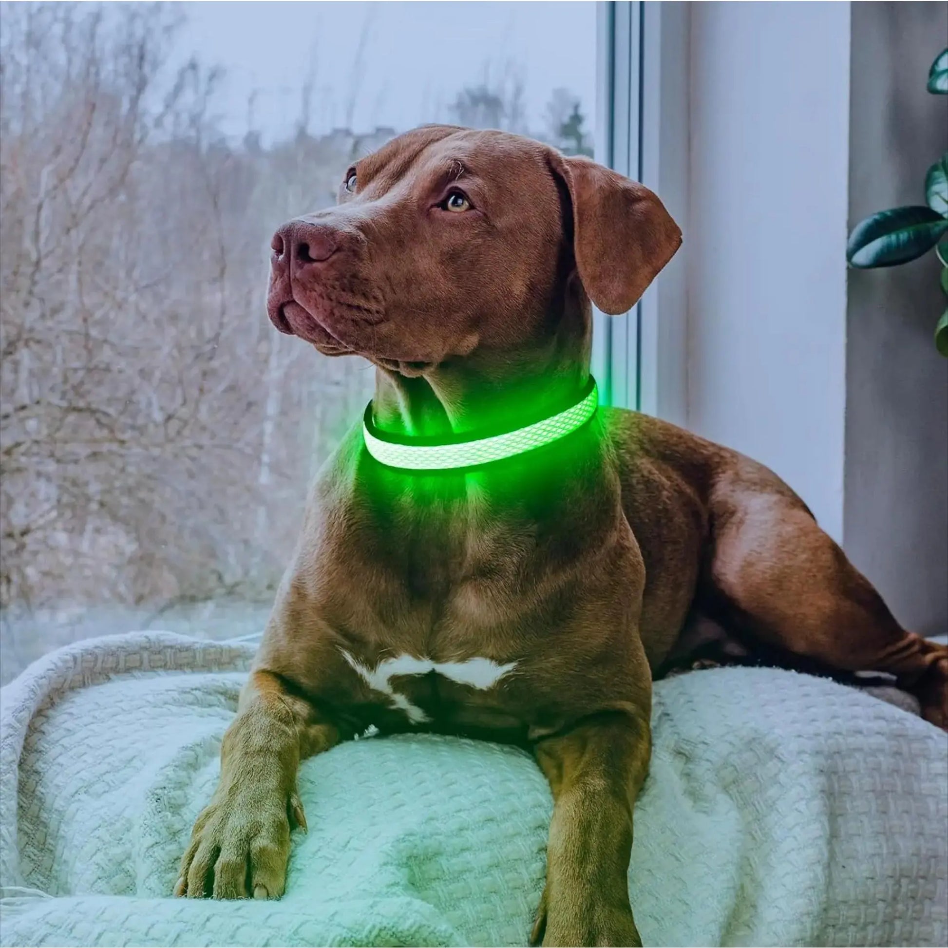 LED Light up Dog Collar - USB Rechargeable Luminous Safety Collar, Adjustable Soft Mesh for Small Medium Large Dogs (S-L)