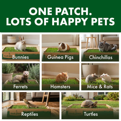 Rabbit Patch - Farm Fresh Grass Pad (Standard)