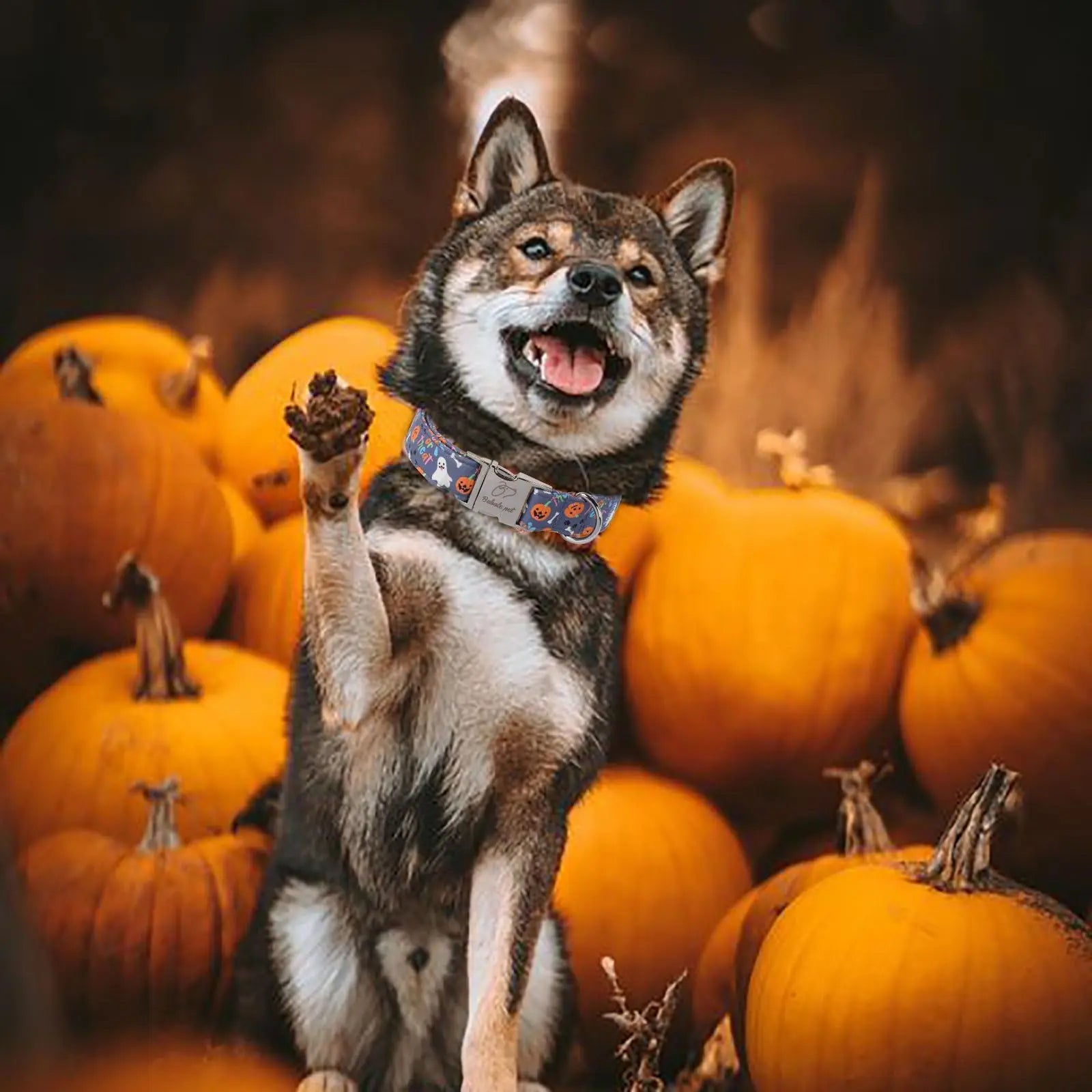 Fall Pumpkin Latte Print Puppy Collar | Adjustable Heavy-Duty Small Dog Collar with Metal Buckle, XS Size