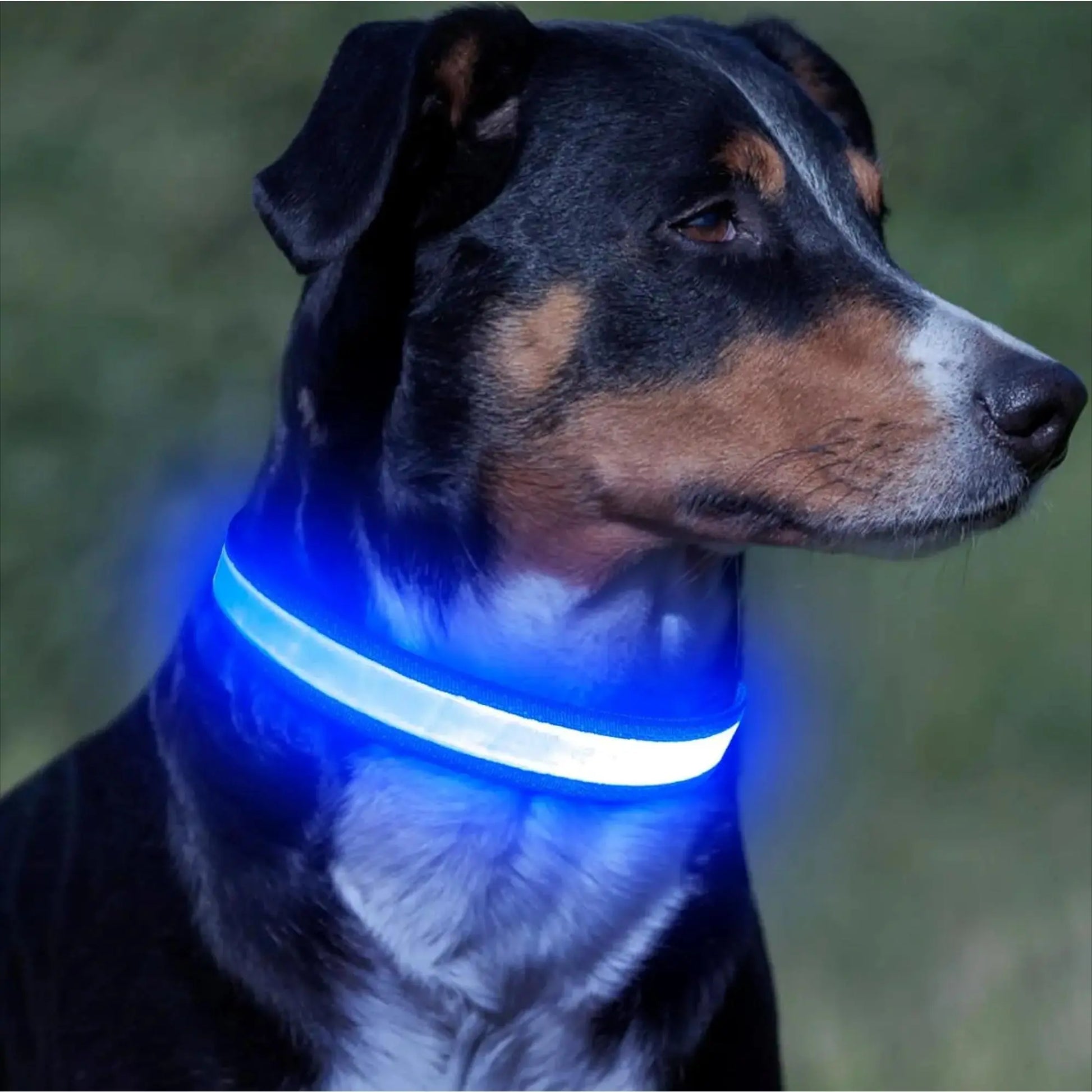 LED Light up Dog Collar - USB Rechargeable Luminous Safety Collar, Adjustable Soft Mesh for Small Medium Large Dogs (S-L)