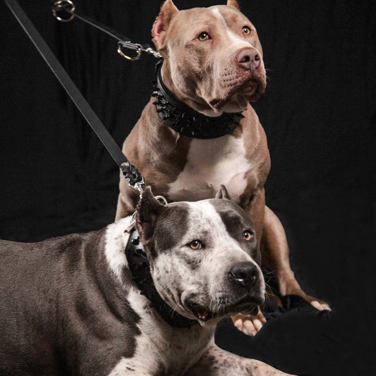 The Bestia multi purpose Police leash