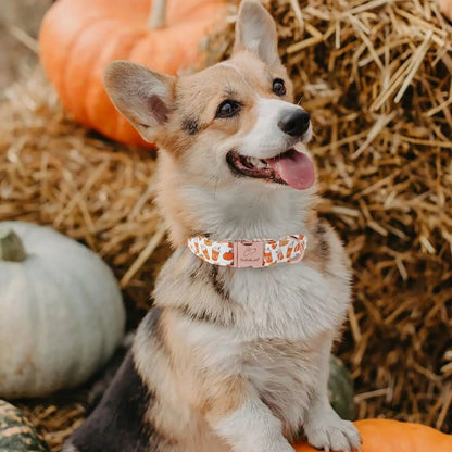 Fall Pumpkin Latte Print Puppy Collar | Adjustable Heavy-Duty Small Dog Collar with Metal Buckle, XS Size