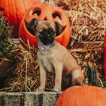Fall Pumpkin Latte Print Puppy Collar | Adjustable Heavy-Duty Small Dog Collar with Metal Buckle, XS Size